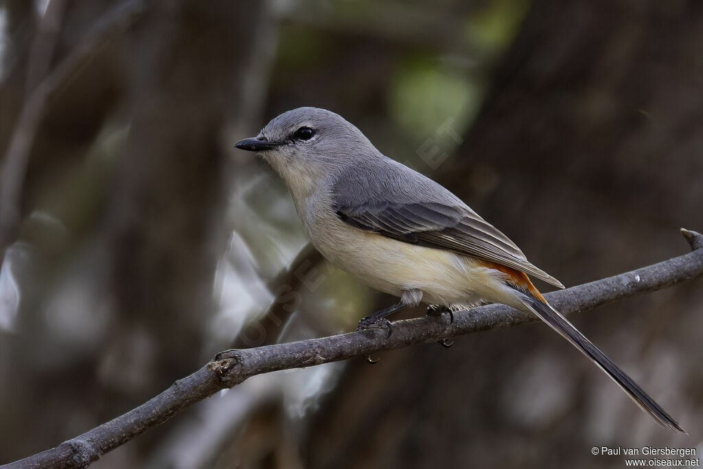 Minivet oranor femelle adulte