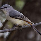 Minivet oranor