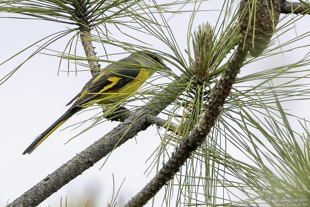 Minivet rouge femelle adulte