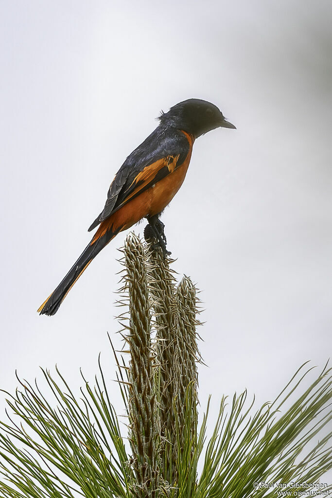 Minivet rouge mâle adulte