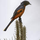 Minivet rouge