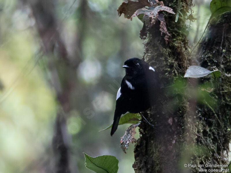White-winged Robin