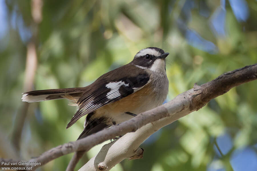 Buff-sided Robinadult, identification