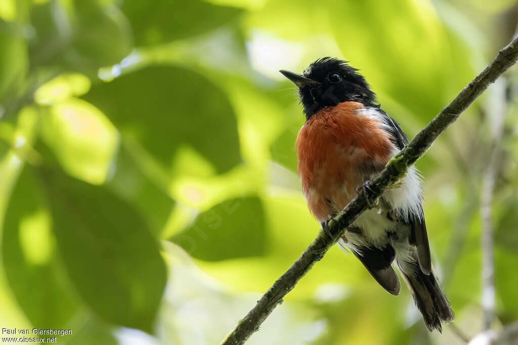 Solomons Robin male adult