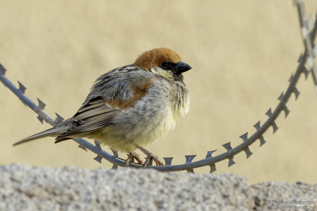 Moineau de Somalie mâle adulte