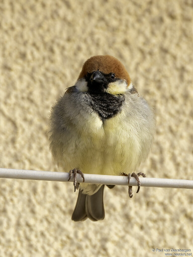 Moineau de Somalie mâle adulte