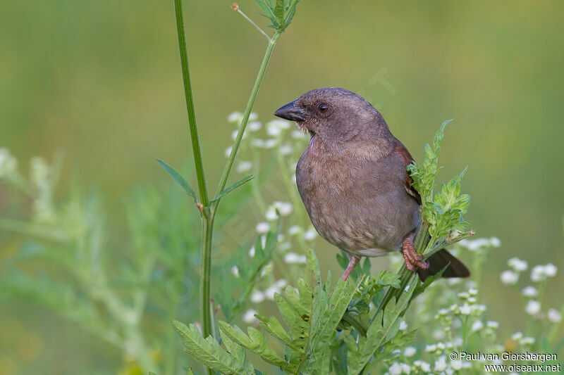 Moineau de Swainson