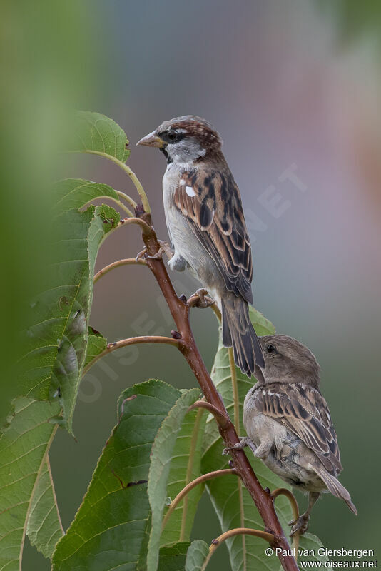 Moineau domestique