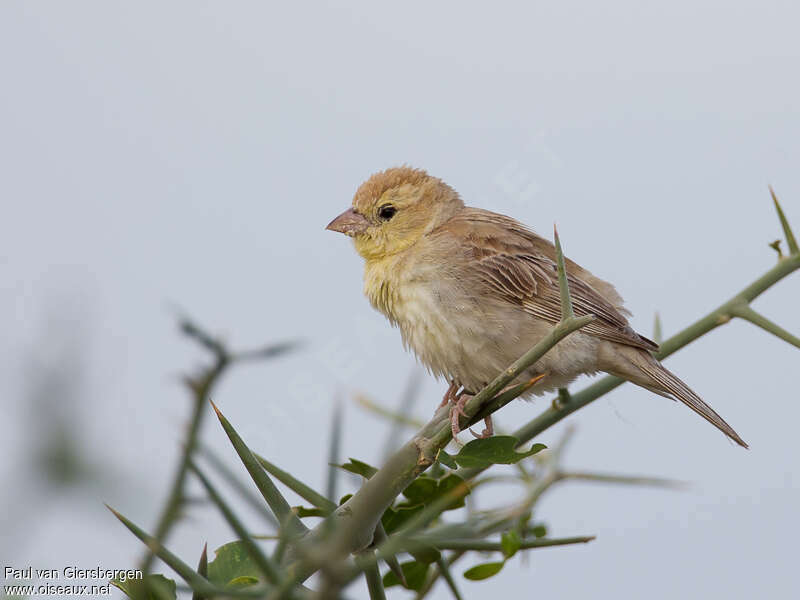 Moineau doré femelle adulte, identification