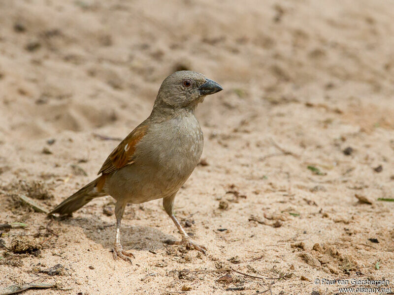 Moineau perroquet