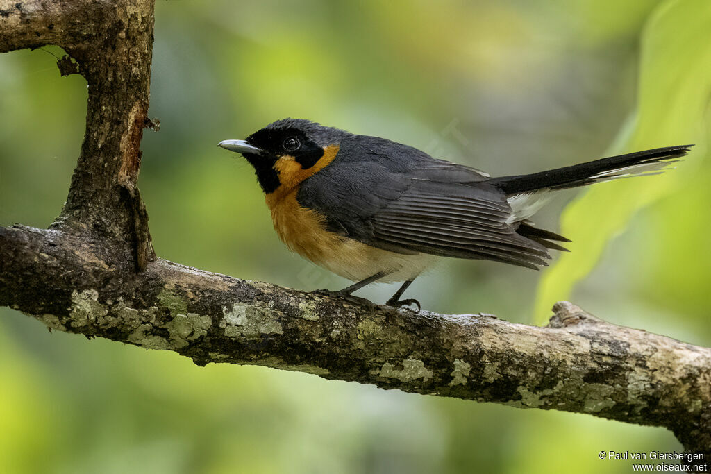 Spectacled Monarchadult