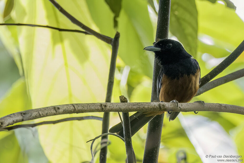 Monarque à ventre marronadulte