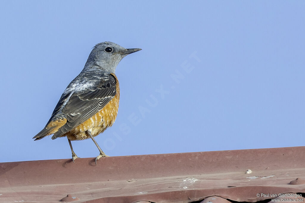 Monticole de roche mâle adulte
