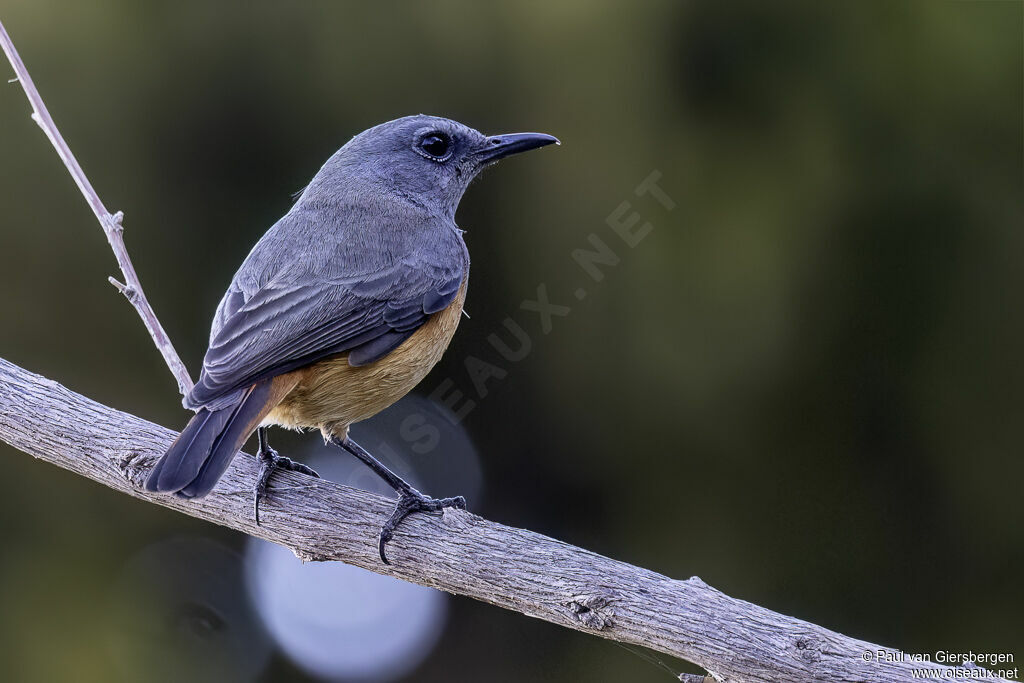 Monticole rougequeueadulte