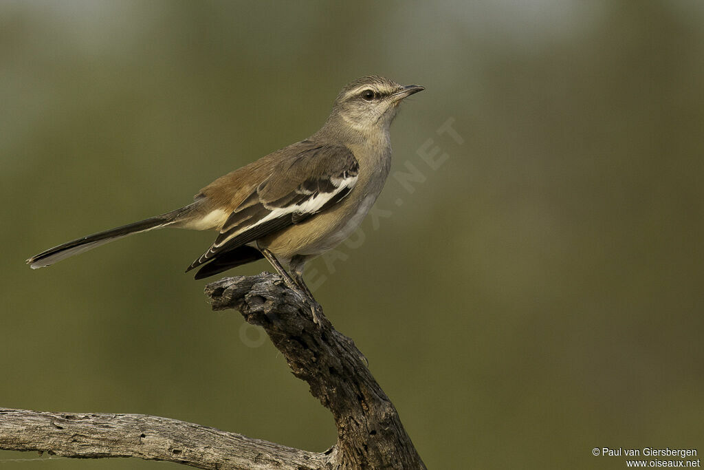 Moqueur à ailes blanchesadulte