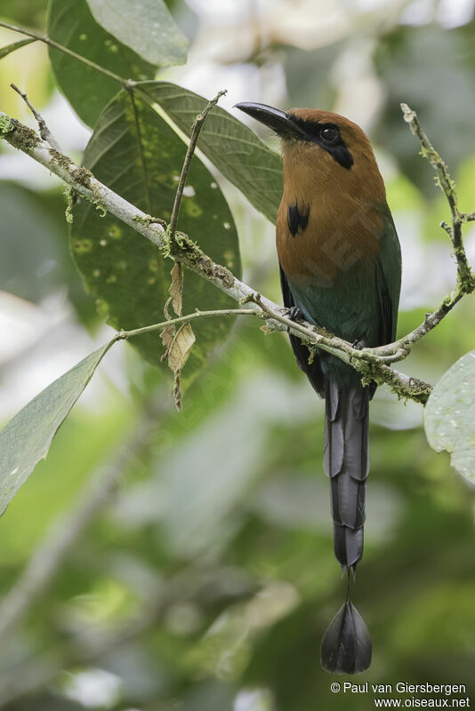 Motmot à bec largeadulte