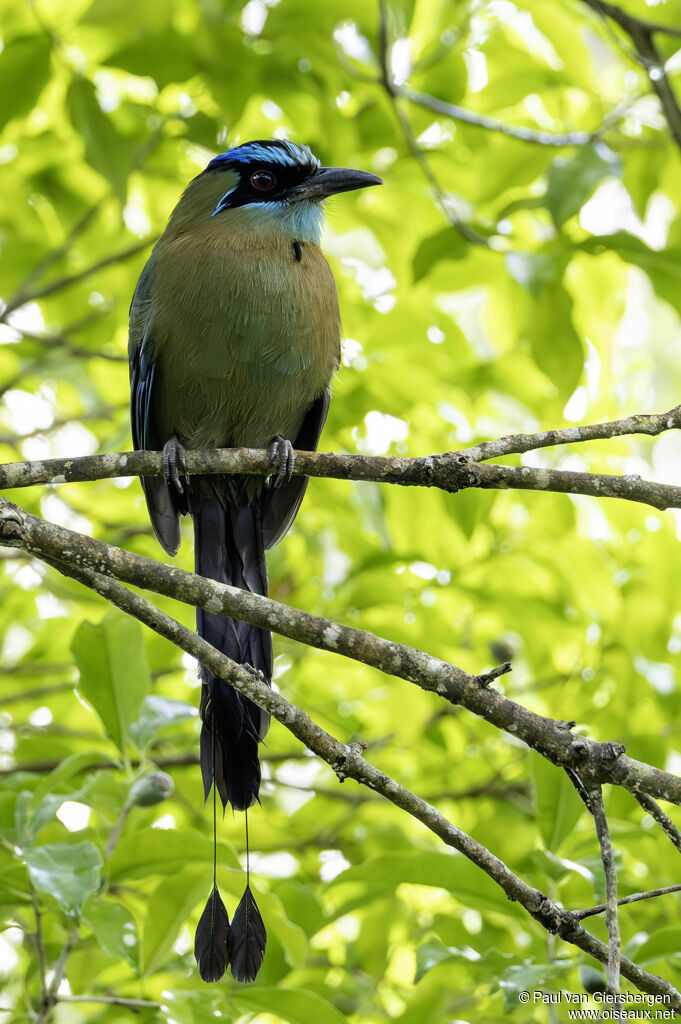 Motmot de Lessonadulte
