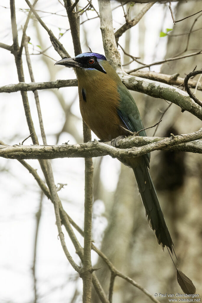 Amazonian Motmot