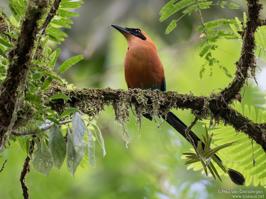 Motmot rouxadulte