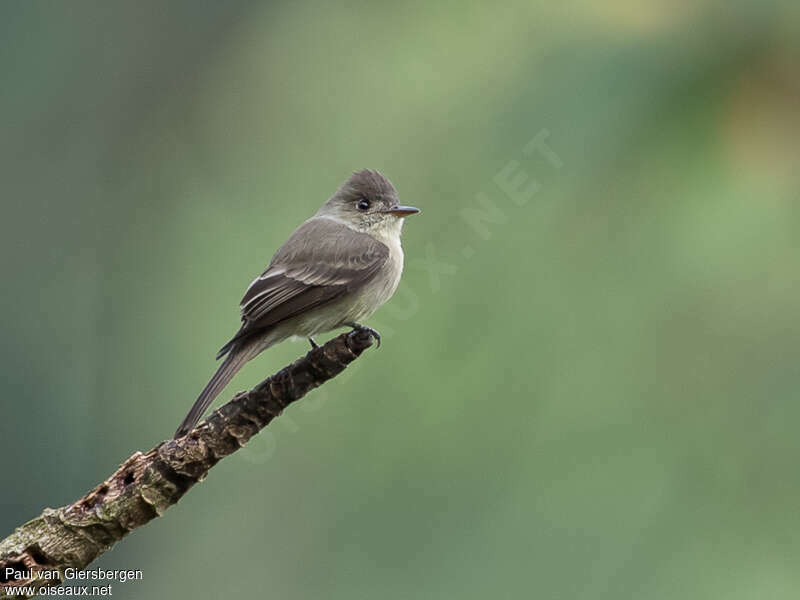Northern Tropical Peweeadult, identification