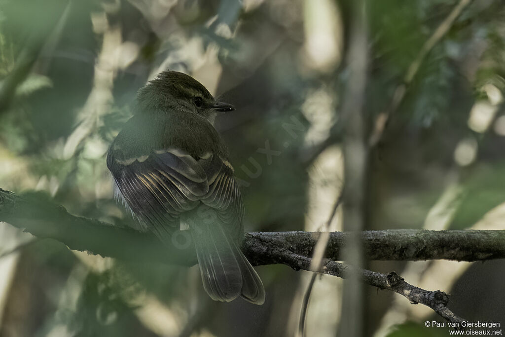 Fuscous Flycatcheradult