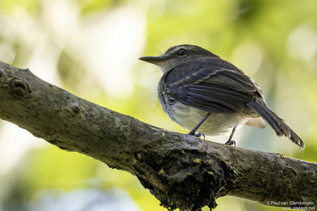 Fuscous Flycatcheradult
