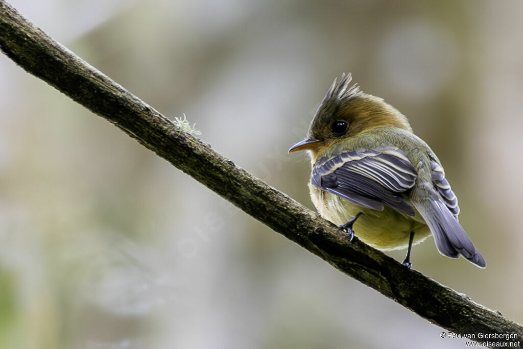 Moucherolle huppéadulte