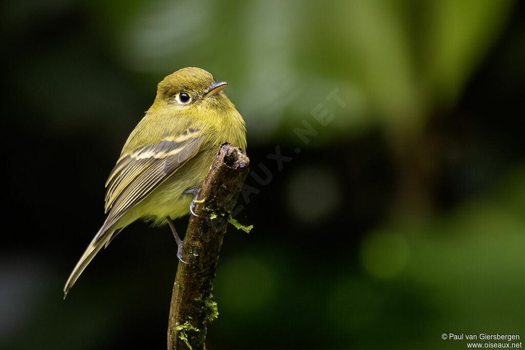 Moucherolle jaunâtreadulte