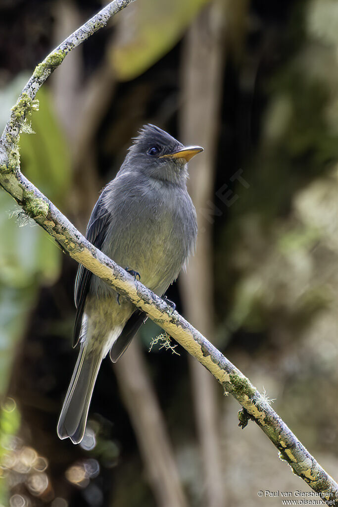 Moucherolle ombréadulte