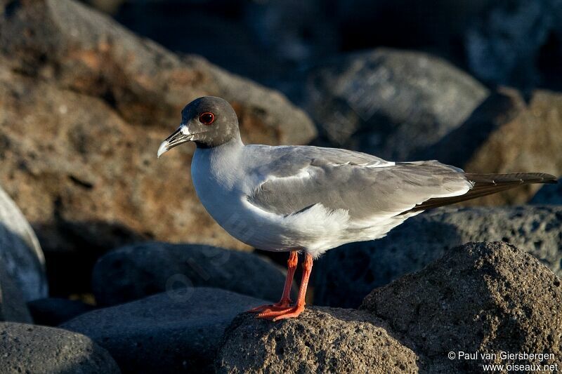 Mouette à queue fourchue