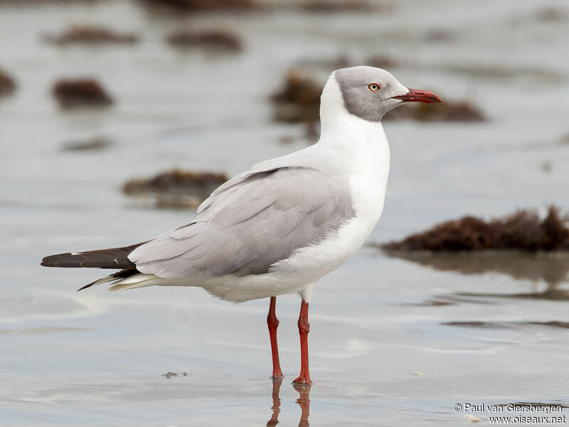 Mouette à tête griseadulte