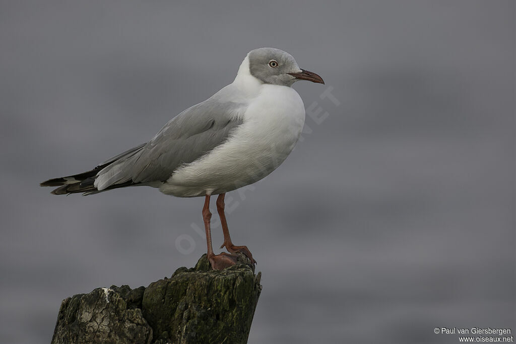 Grey-headed Gulladult