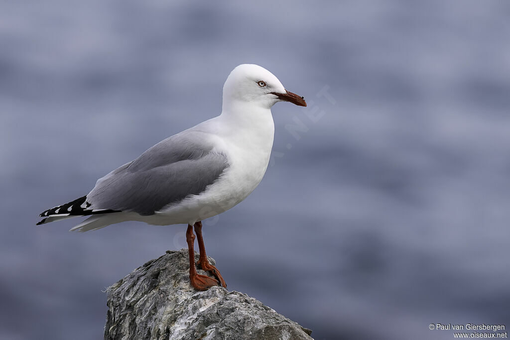 Silver Gulladult