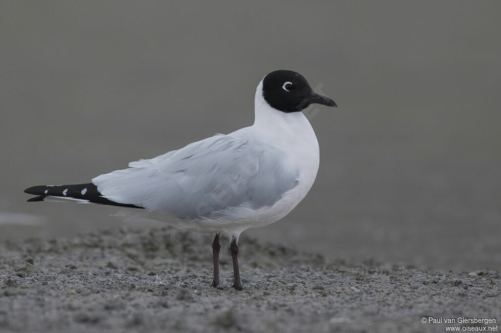 Andean Gull