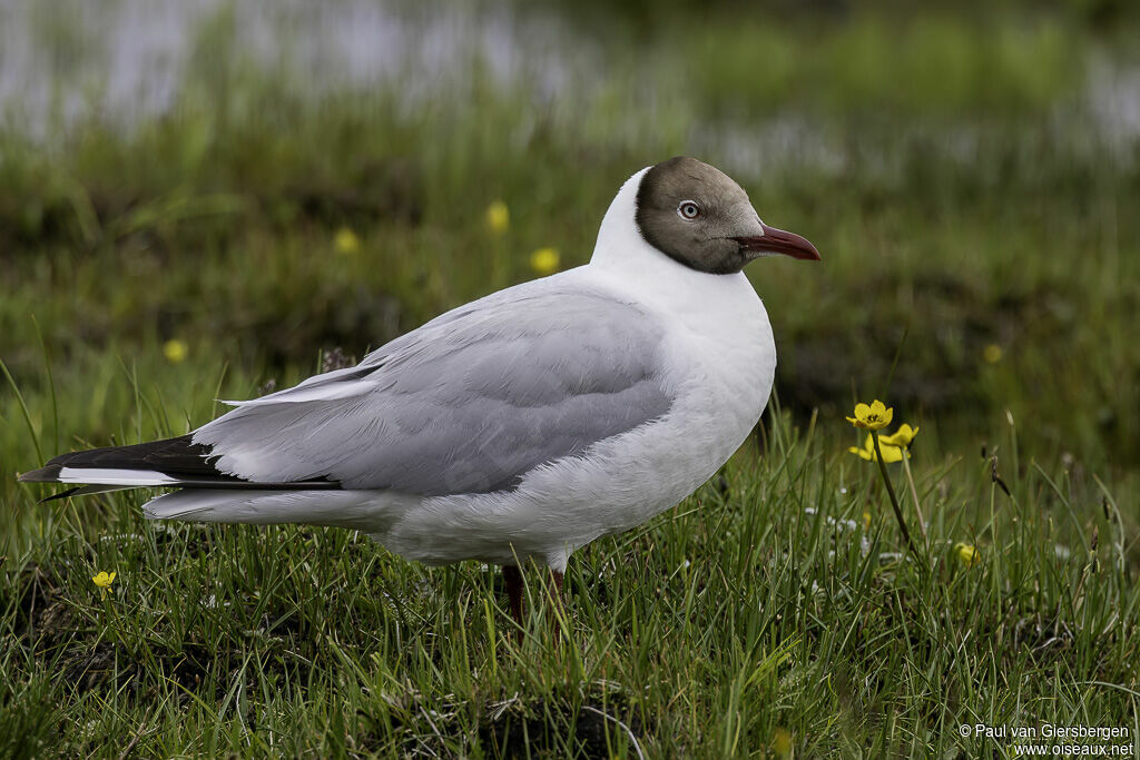Mouette du Tibetadulte