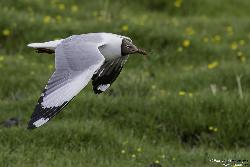 Mouette du Tibetadulte