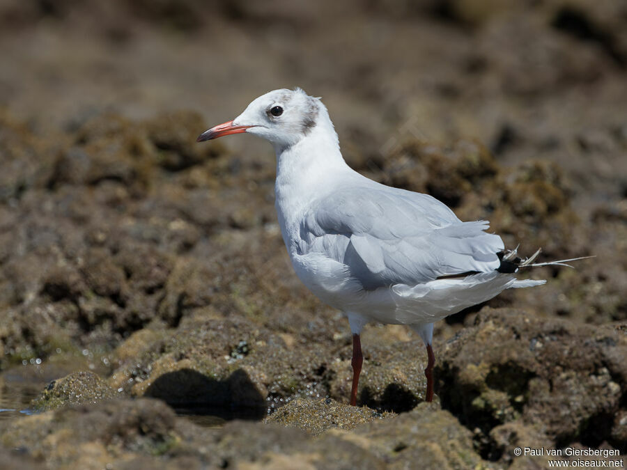 Mouette rieuse
