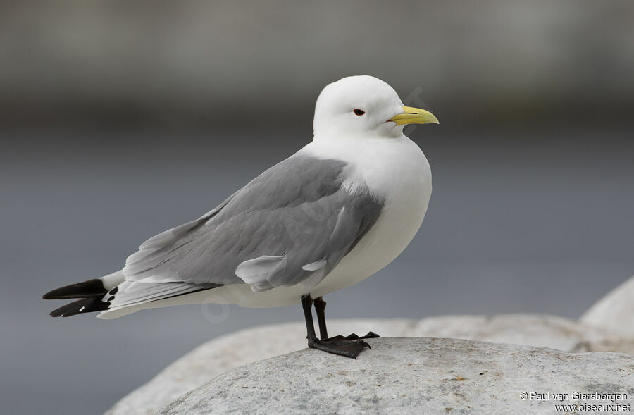 Mouette tridactyleadulte