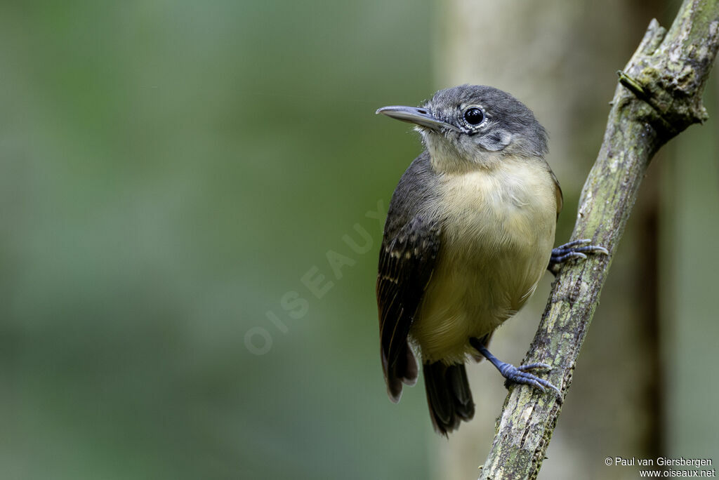 Myrmidon à flancs blancs femelle adulte