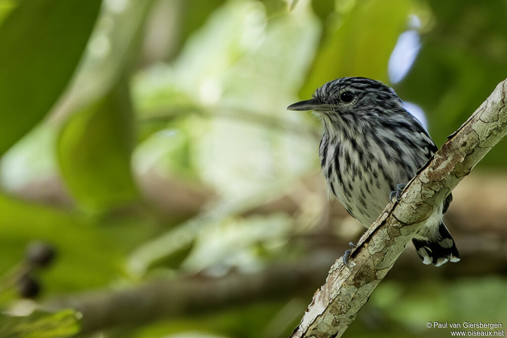 Myrmidon du Pacifique mâle adulte