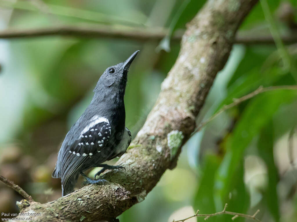 Silvery-flanked Antwren