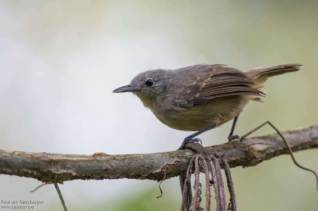 Silvery-flanked Antwren