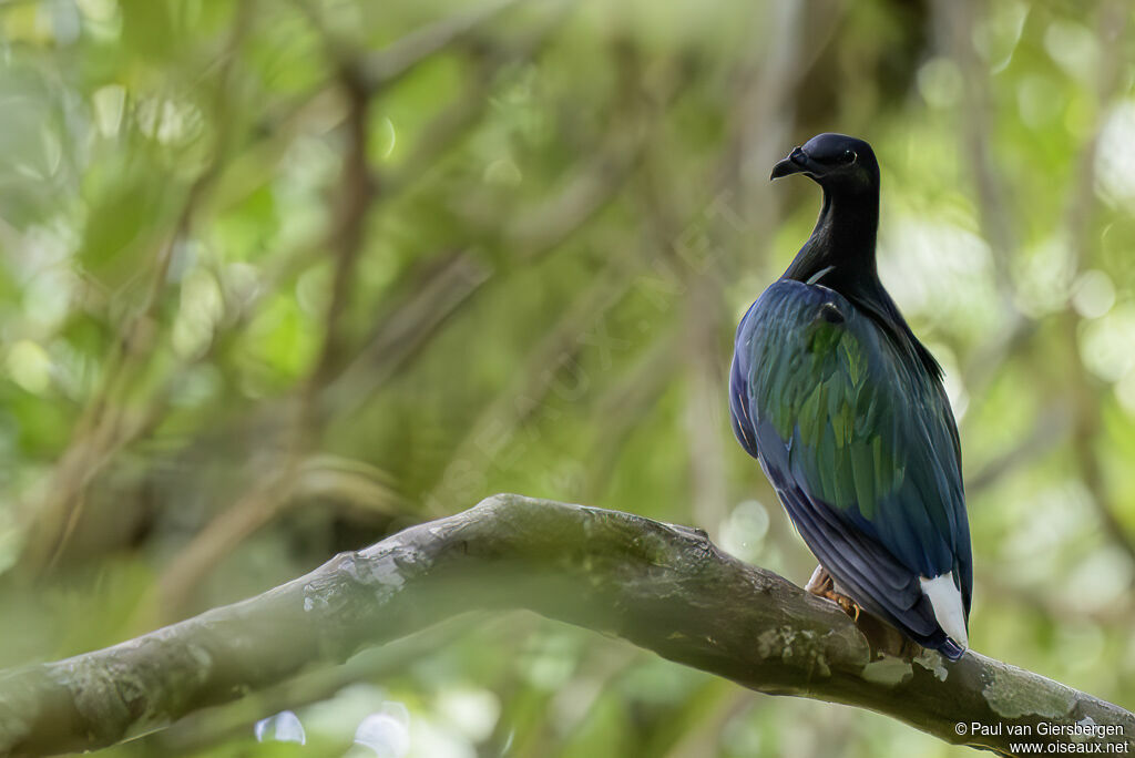 Nicobar Pigeonadult