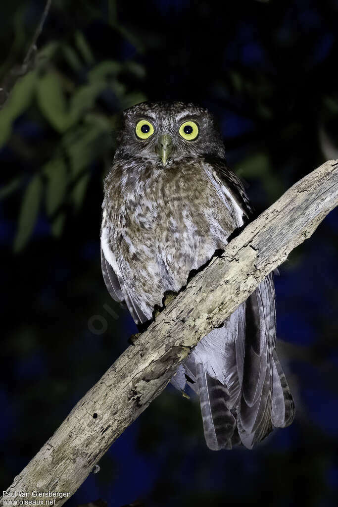 Ninoxe de Cebuadulte