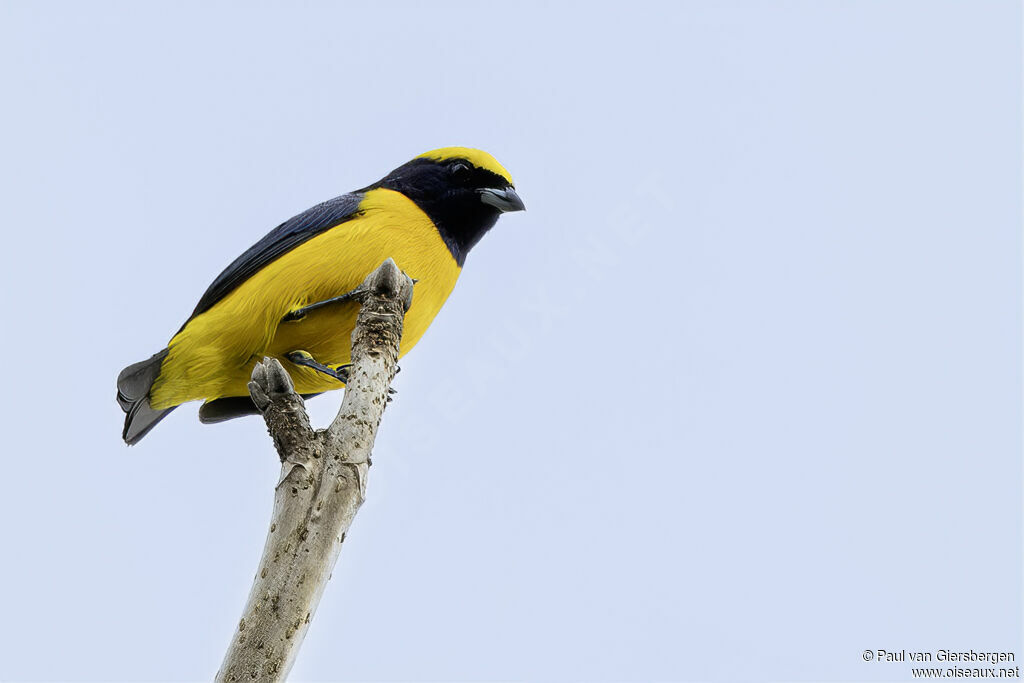 Organiste à calotte jaune mâle adulte