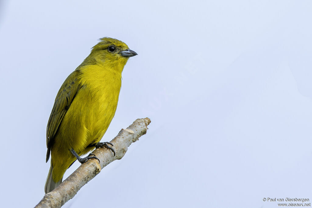 Organiste à calotte jaune femelle adulte