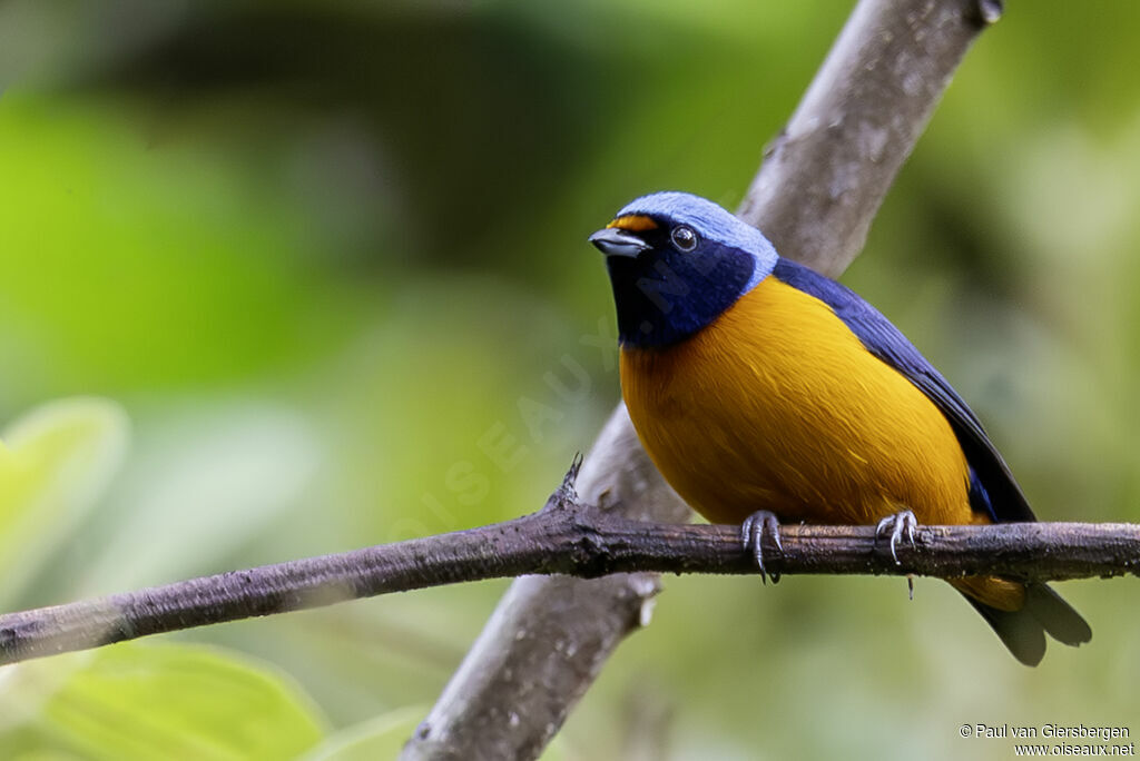 Organiste à capuchon mâle adulte