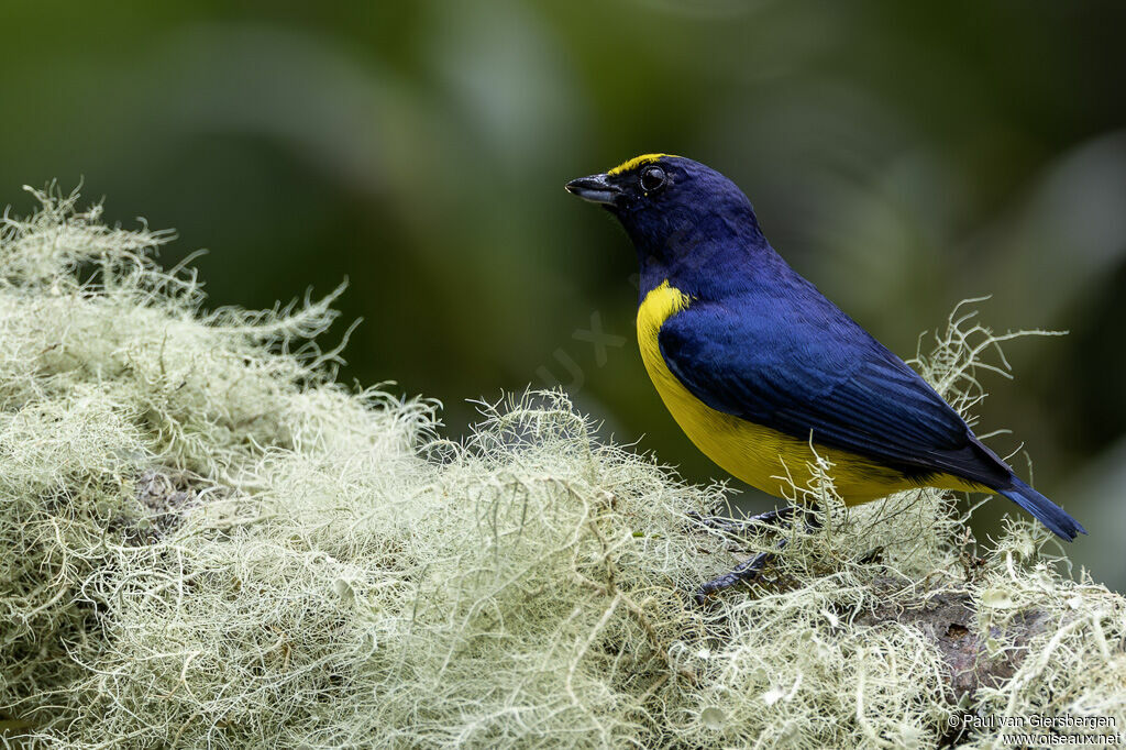 Organiste moucheté mâle adulte