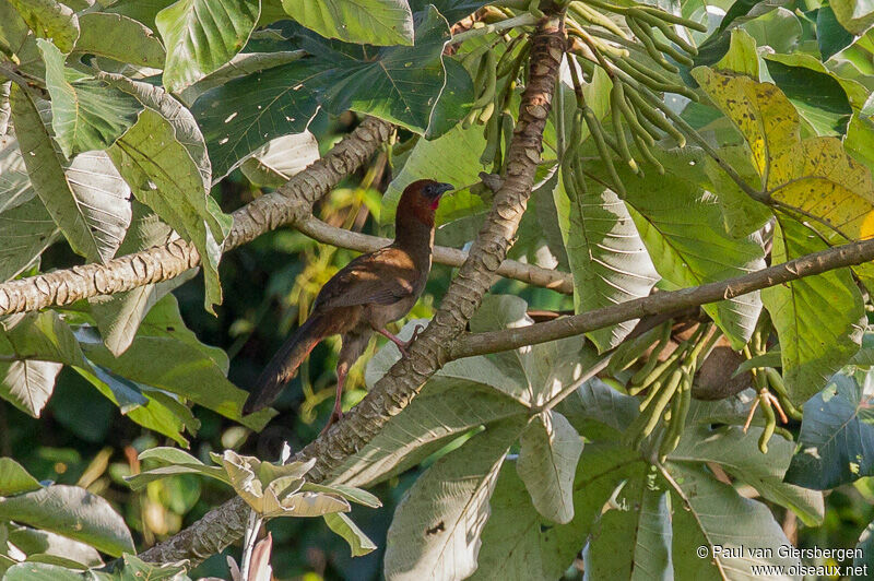 Little Chachalaca