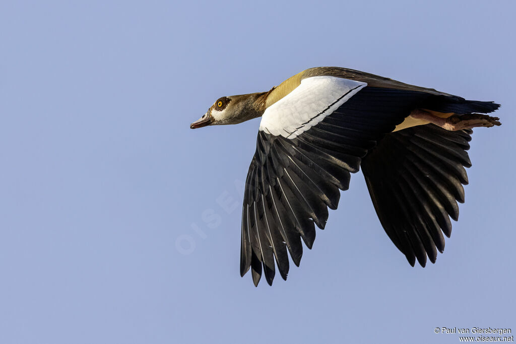 Ouette d'Égypteadulte